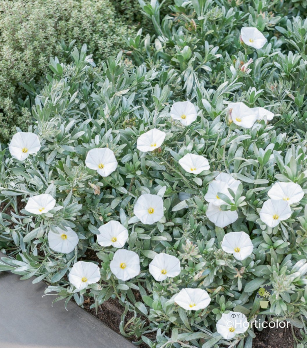 Κονβόβουλος (Convolvulus cneorum) | Ασημόφυλλος Θάμνος με Λευκά Άνθη - 4 lt